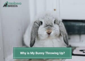 Why-is-My-Bunny-Throwing-Up-template