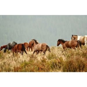 Wild-Horses-of-Alberta