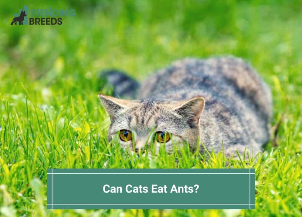 Can-Cats-Eat-Ants-template