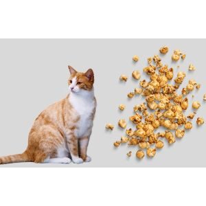Can-Cats-Eat-Caramel-Popcorn