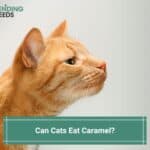 Can Cats Eat Caramel? (Healthy Dietary Considerations) (2023)