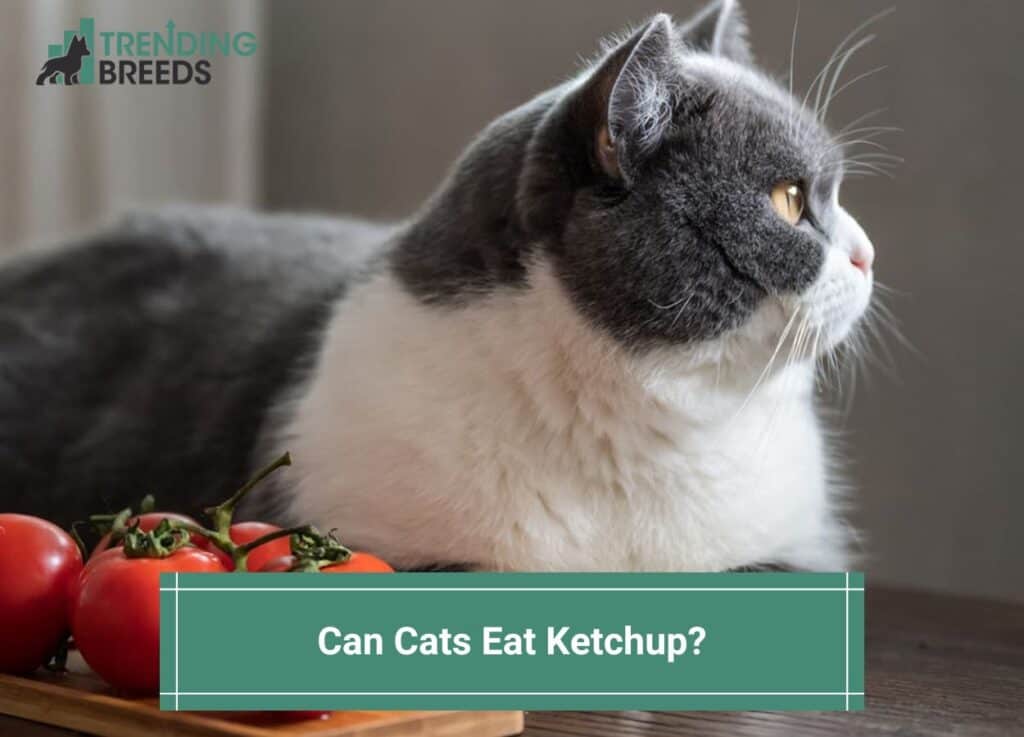 Can-Cats-Eat-Ketchup-template