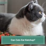 Can Cats Eat Ketchup? (Is It Safe?) (2023)