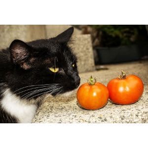 Can-Cats-Eat-Tomatoes