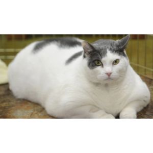 Combine-Exercise-and-a-Weight-Loss-Diet-for-Your-Cat