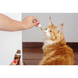 Conclusion-For-Is-Rosemary-Oil-Safe-for-Cats