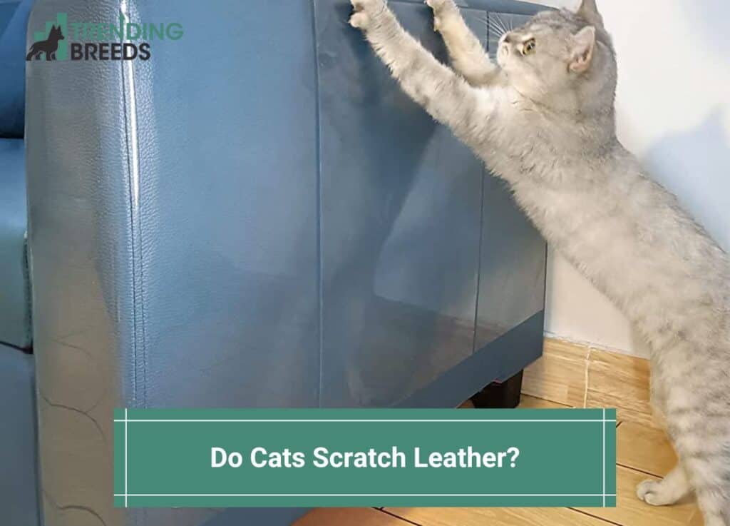 Do-Cats-Scratch-Leather-template