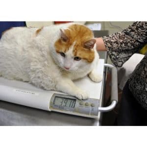 Find-Out-How-Much-Weight-Your-Cat-Needs-to-Lose