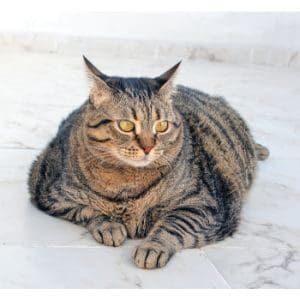 How-Do-I-Get-My-Indoor-Cat-To-Lose-Weight