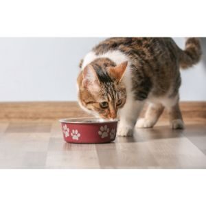 How-Long-Does-It-Take-For-A-Cat-To-Lose-Weight-On-A-Diet