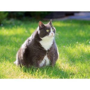 How-Much-Should-I-Feed-My-Cat-To-Lose-Weight