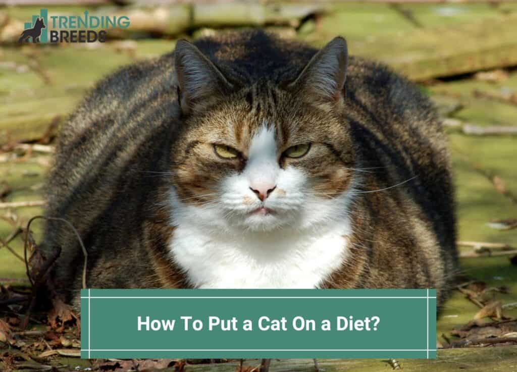 How-To-Put-a-Cat-On-a-Diet-template