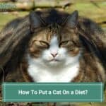 How To Put a Cat On a Diet? (2023)
