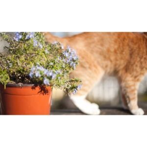 How-to-Safely-Use-Essential-Oils-Around-Your-Pet