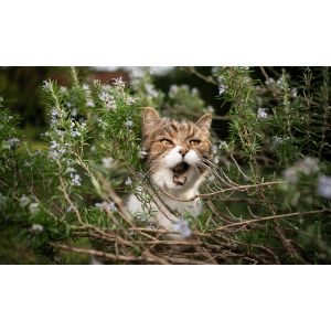 Is-It-Okay-for-Cats-to-Eat-Rosemary