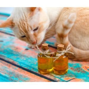 Is-Rosemary-Extract-Safe-for-Cats