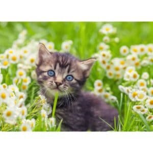 Is-Rosemary-Oil-Safe-for-Cats
