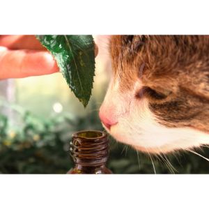 Is-Rosemary-Safe-for-Cats-to-Smell
