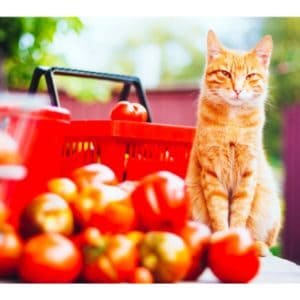 Is-Tomato-Soup-Safe-for-Cats