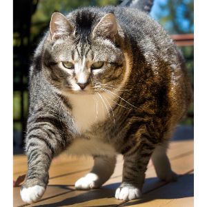 Should-Your-Cat-Lose-Weight