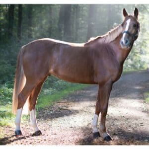 The-5-Best-Horse-Rescues-in-Tennessee