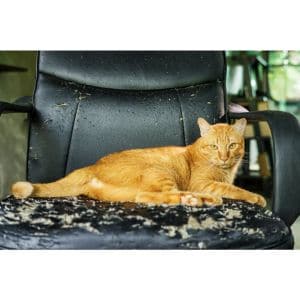 Ways-to-Stop-Cats-from-Scratching-Leather-Furniture