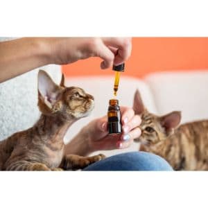 What-Advantages-Do-Essential-Oils-Have-for-Cats