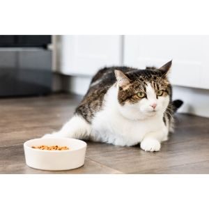 What-Can-I-Feed-My-Cat-To-Lose-Weight