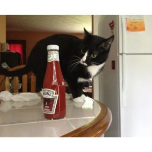 What-If-My-Cat-Ate-Ketchup-Already