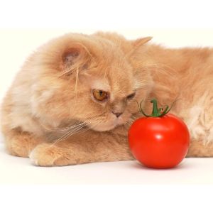 What-Portion-of-Tomato-Can-Cats-Eat