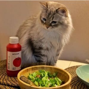 Why-Cant-Cats-Eat-Ketchup