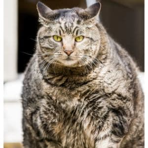 Why-Do-Indoor-Cats-Get-So-Fat