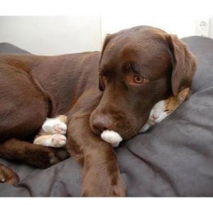 10-Large-Dogs-That-Are-Cat-Friendly