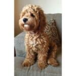 9 Reliable Cockapoo Breeders in Indiana! (2023)