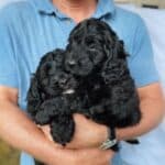 The Labradoodle: A Complete Breed Overview (2023)