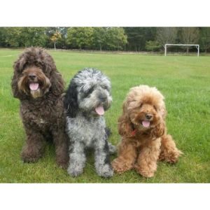About-the-Cockapoo-Breed