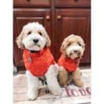 9 Reliable Cockapoo Breeders in Indiana! (2023)