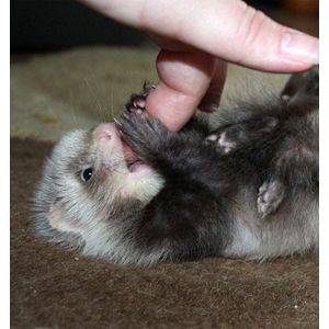 Alternatives-for-Ferret-Breeders-in-the-USA