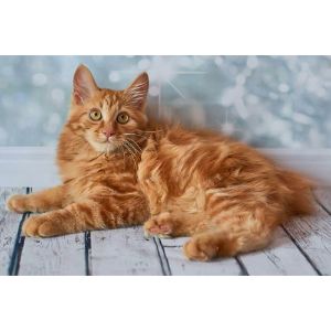 American-Bobtail