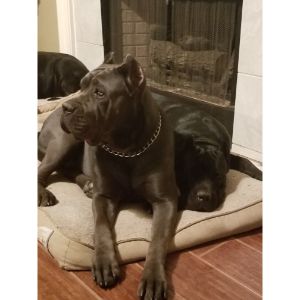 Apex-Cane-Corso