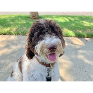 Aussiedoodle-Puppies-For-Sale-by-Breeders-in-Georgia