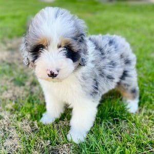 Aussiedoodle-Puppies-For-Sale-by-Breeders-in-Ohio