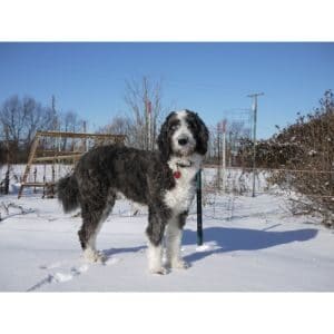 Aussiedoodle-Puppies-For-Sale-by-Breeders-in-Pennsylvania