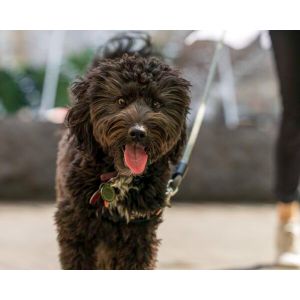 Aussiedoodle-Puppies-For-Sale-by-Breeders-in-Texas