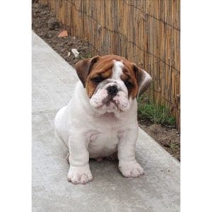 Bellas-Bulldogs