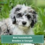 4 Best Aussiedoodle Breeders in Georgia! (2023)