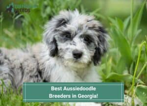 Best-Aussiedoodle-Breeders-in-Georgia-template