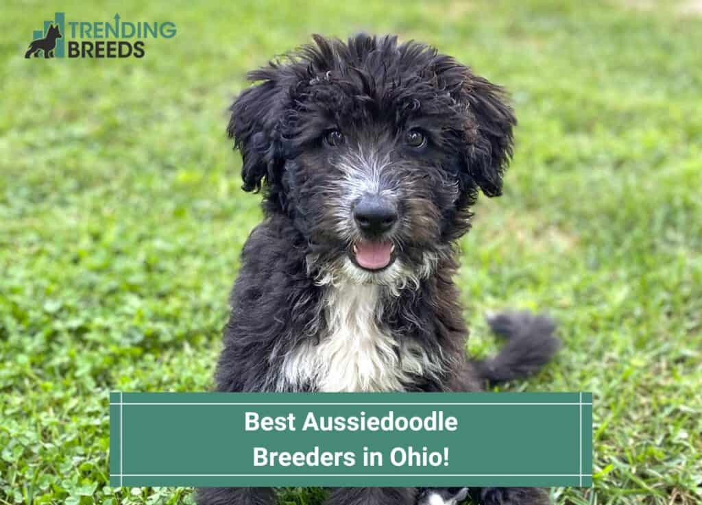 Best-Aussiedoodle-Breeders-in-Ohio-template
