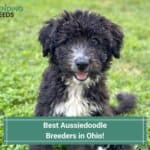 4 Best Aussiedoodle Breeders in Ohio! (2023)