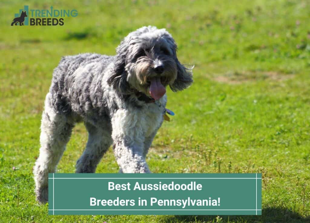 Best-Aussiedoodle-Breeders-in-Pennsylvania-template